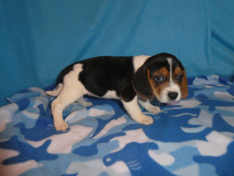 #8 BEAGLE FEMALE