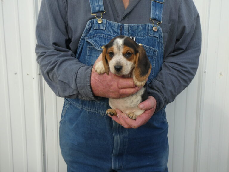 #9 BEAGLE FEMALE