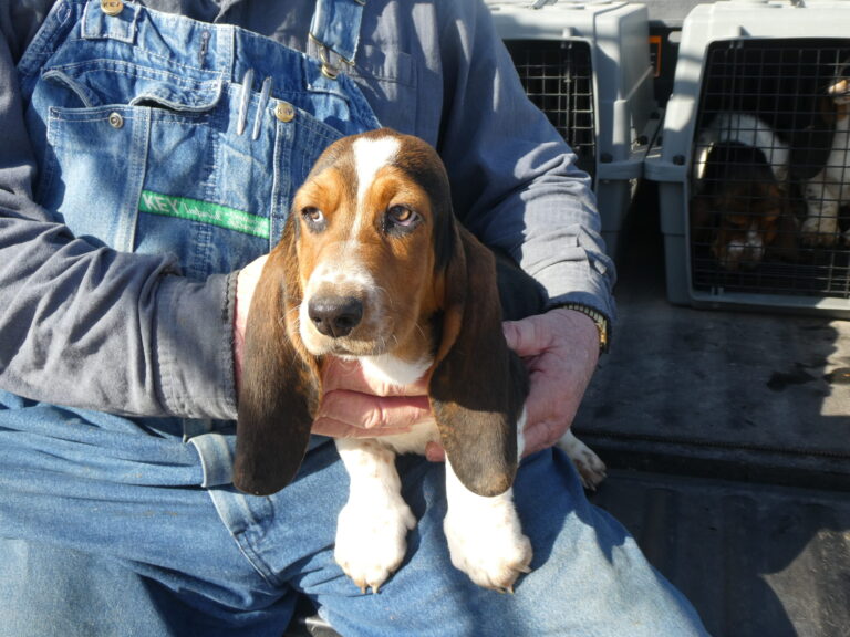 #40 Basset Hound MALE