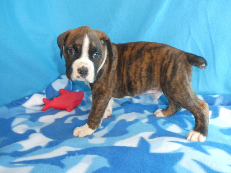 #5 Boxer MALE