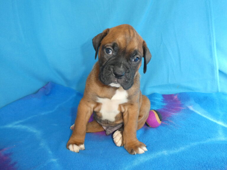#8 Boxer MALE