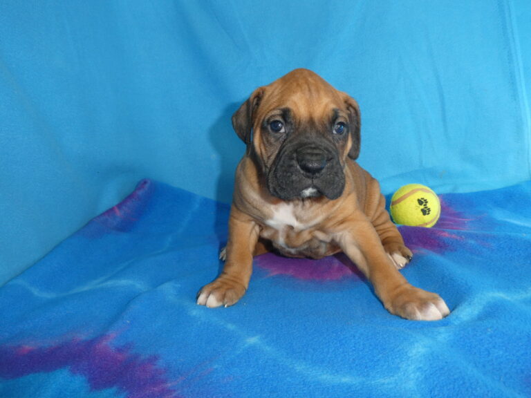 #9 Boxer MALE