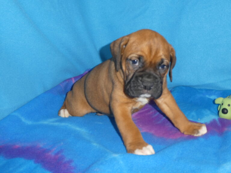 #11 Boxer MALE