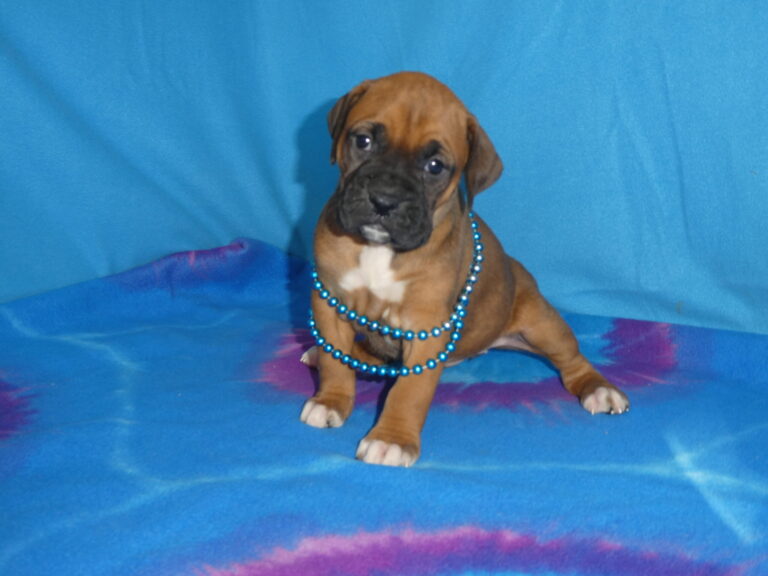 #12 BOXER Female