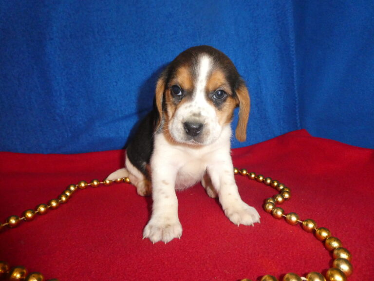 #11 BEAGLE FEMALE