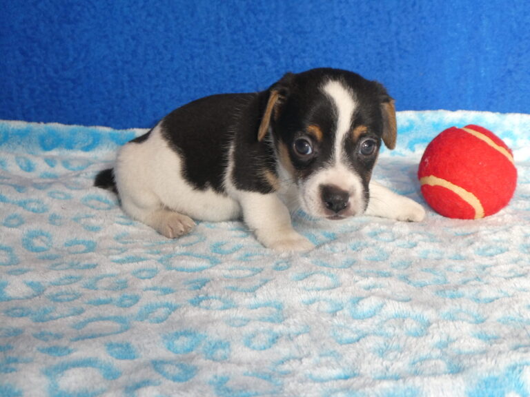 #1 JACK RUSSELL TERRIER Male