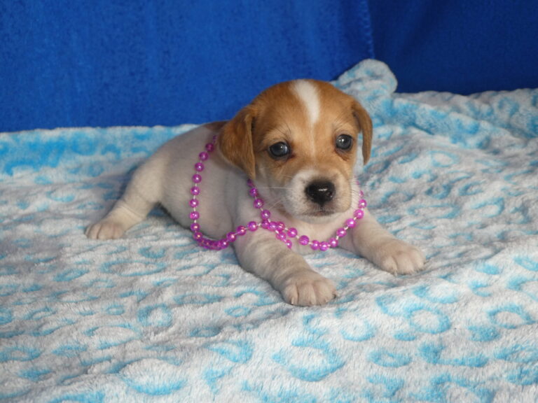 #2 Jack Russell Terrier FEMALE