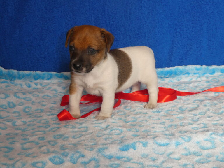 #4 Jack Russell Terrier FEMALE