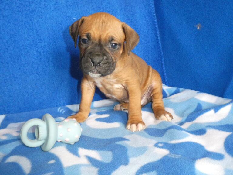 #3 Boxer Male