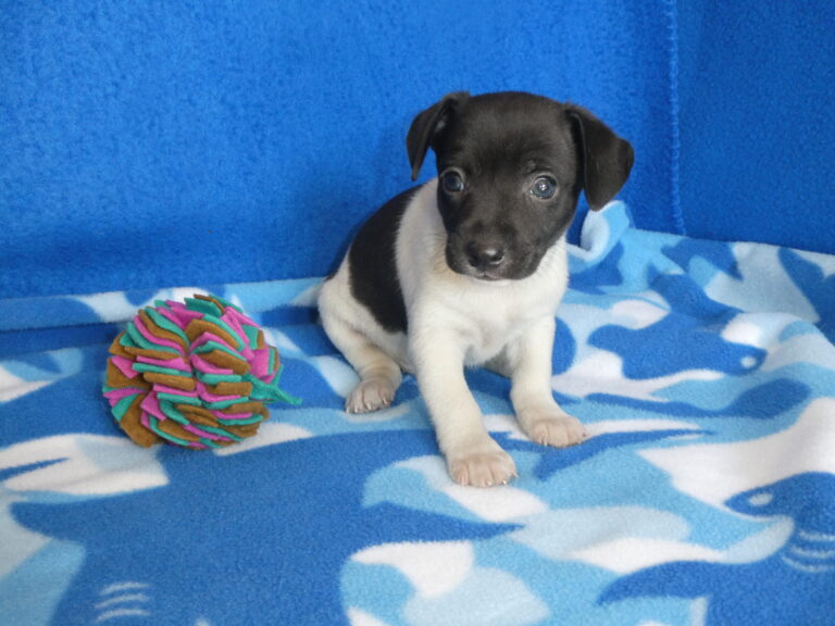 #1 Rat Terrier MALE