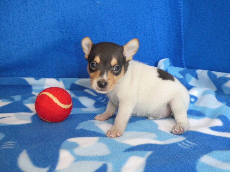 #2 Rat Terrier MALE