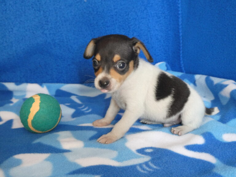 #3 RatTerrier MALE
