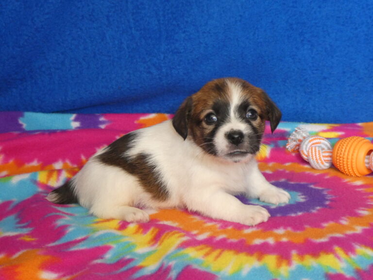 #7 Jack Russell Terrier MALE