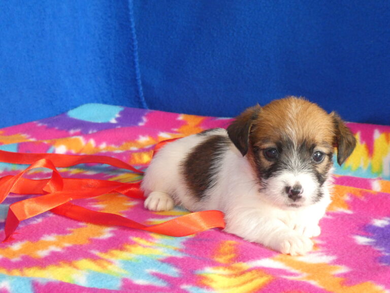 #9 Jack Russell Terrier FEMALE