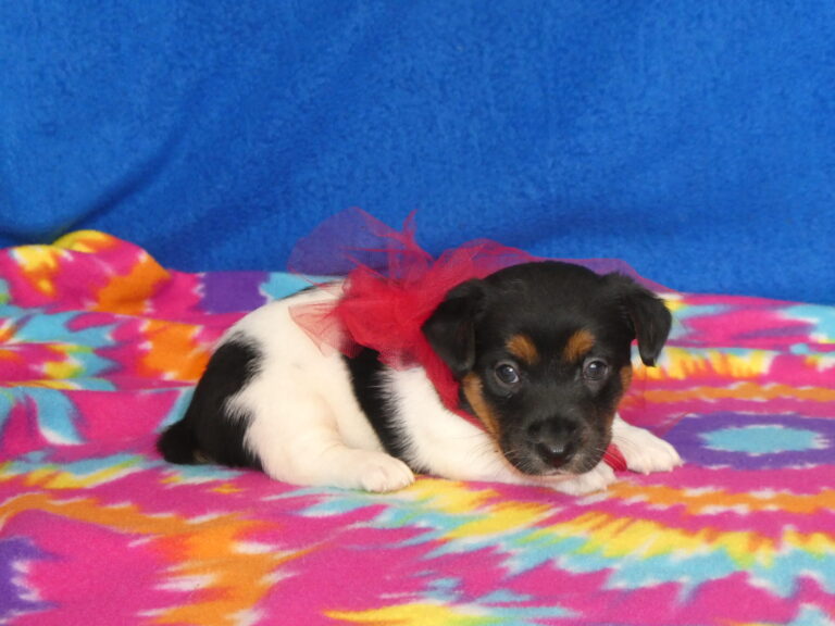 #8 Jack Russell Terrier FEMALE