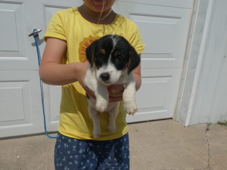 #14 Jack Russell Terrier FEMALE