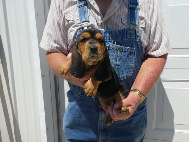 #1 Basset hound FEMALE