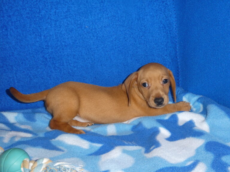 #1 Miniature Dachshund Male