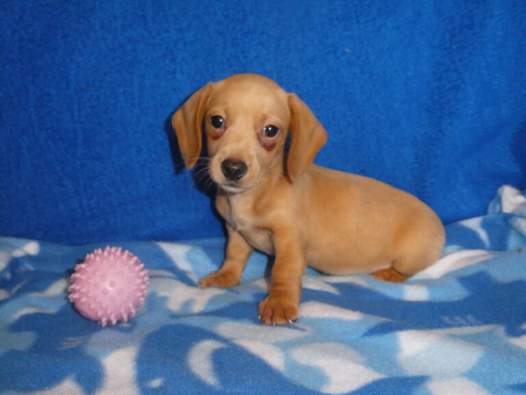 #3 Miniature Dachshund FEMALE