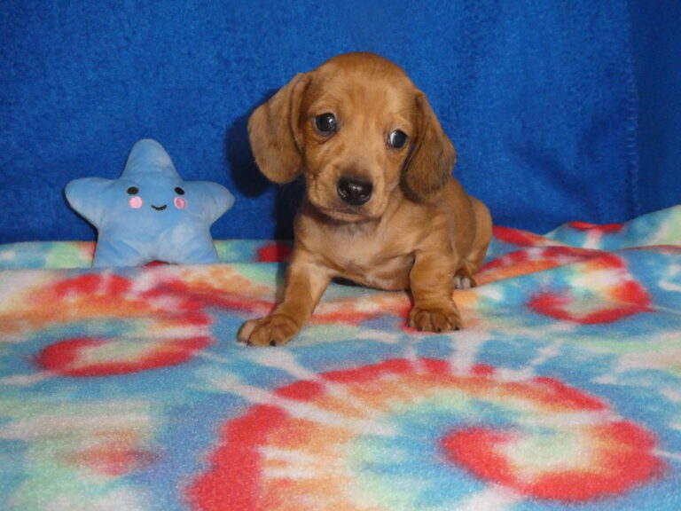 #4 Miniature Dachshund MALE