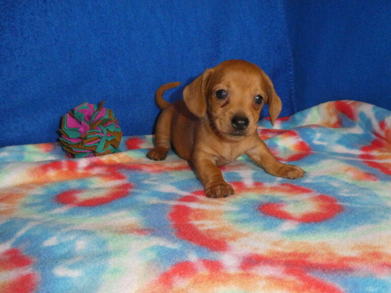 #5 Miniature Dachshund MALE