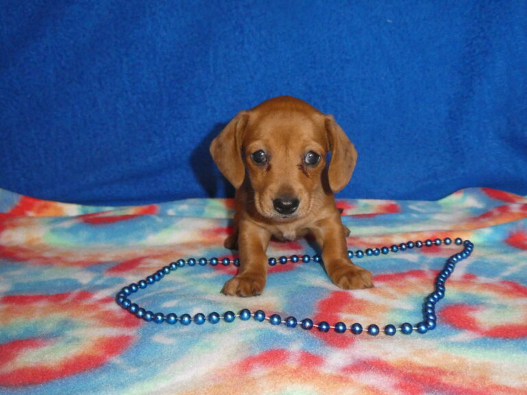 #6 Miniature Dachshund FEMALE