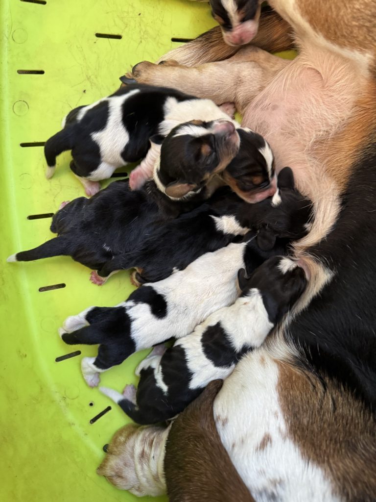 #1 Basset Hound Puppies