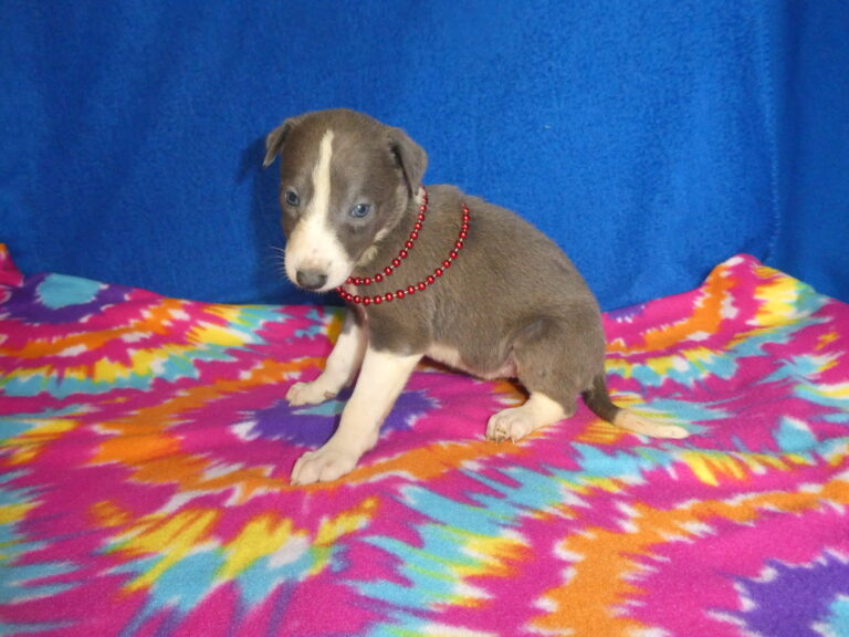 #8 Greyhound FEMALE