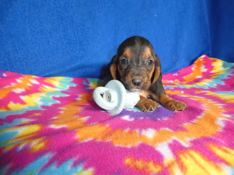 #7 Basset Hound Female