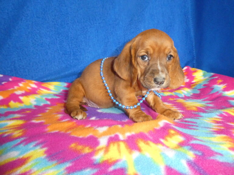 #6 Basset Hound FEMALE