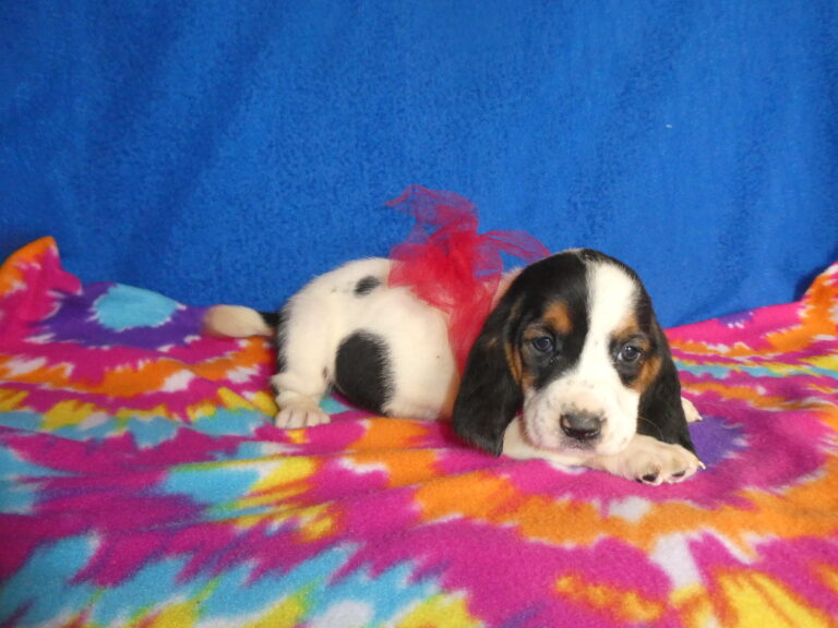 #5 Basset Hound FEMALE