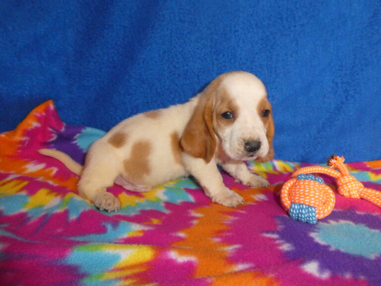 #4 Basset Hound MALE