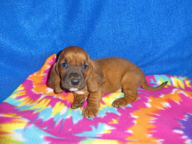 #3 Basset Hound MALE
