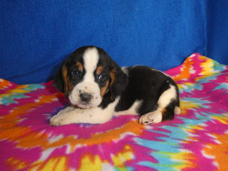 #2 Basset Hound MALE