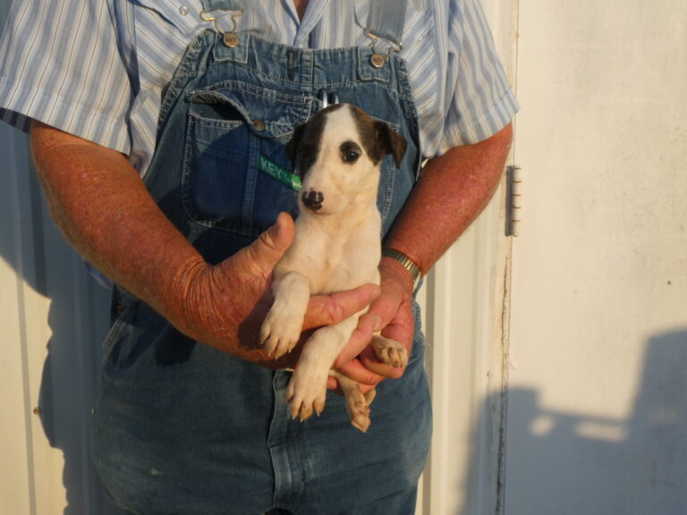 #6 Greyhound Female