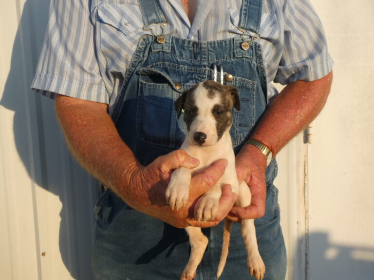#5 GREYHOUND Female