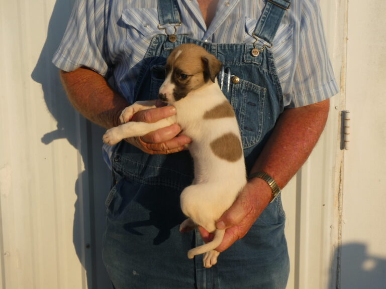 #4 Greyhound FEMALE