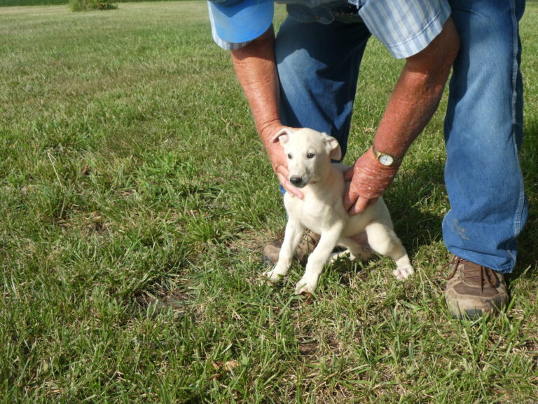 #12 GREYHOUND FEMALE