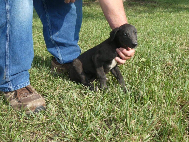 #11 GREYHOUND FEMALE