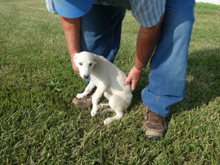 #10 Greyhound Female