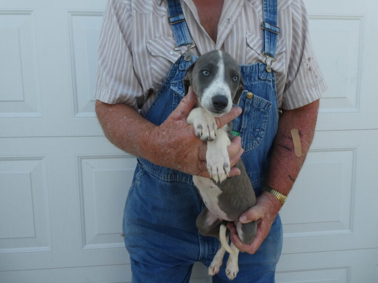 #8 Greyhound FEMALE