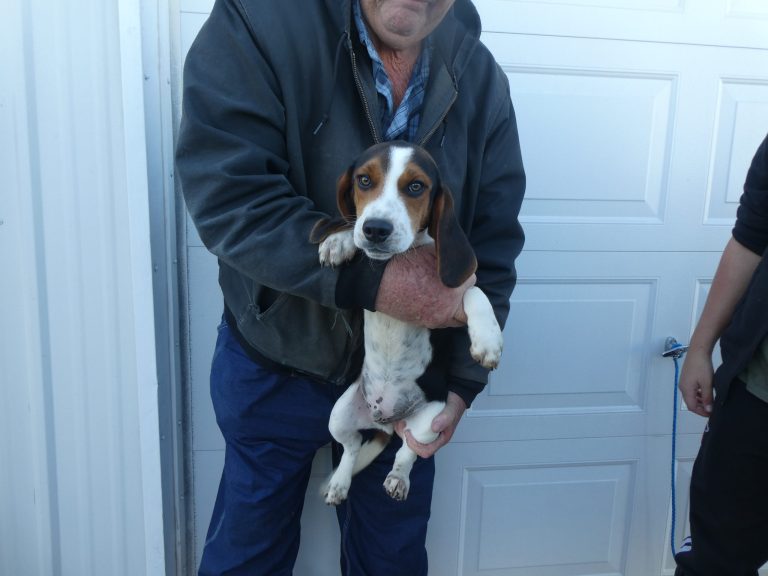 #18 Beagle male