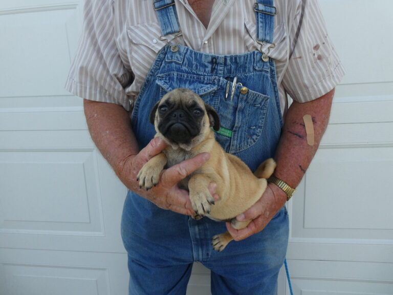 #1 Puggle FEMALE