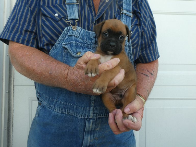 #1 BOXER Male