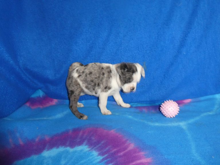 #1 PUG Female