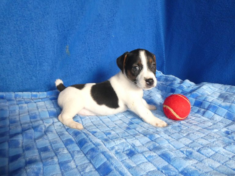 #1 Jack Russell Terrier MALE
