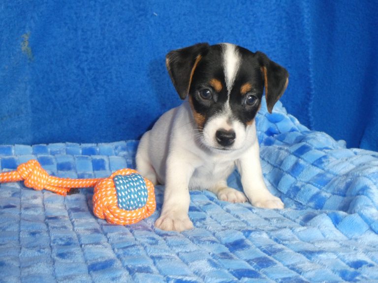 #2 JACK RUSSELL TERRIER Male