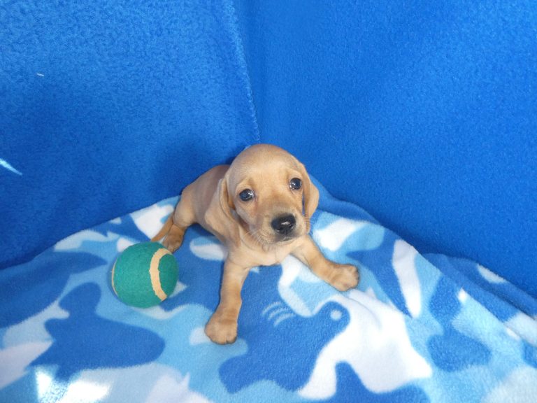 #2 Miniature Dachshund MALE