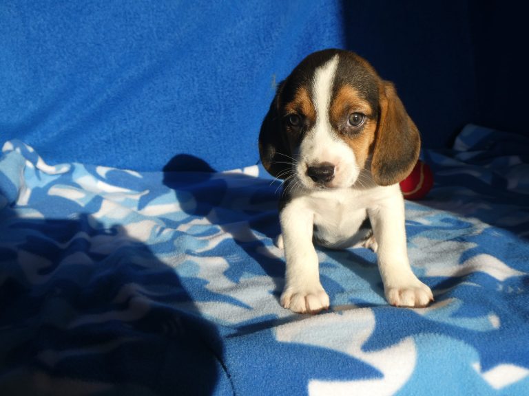 #B. Beagle Male