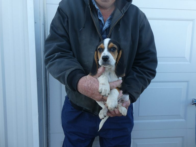 #A Beagle MALE